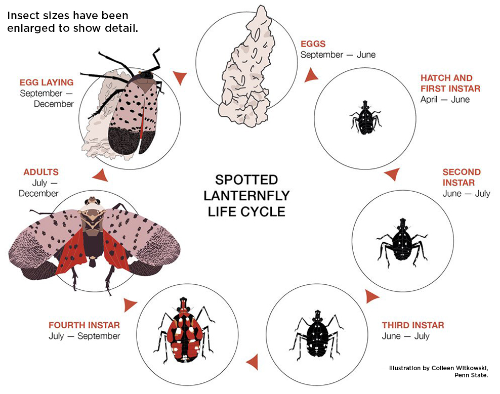 Life cycle graphic of spotted lanternfly